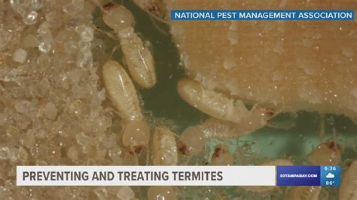 When should a house be tented for termites