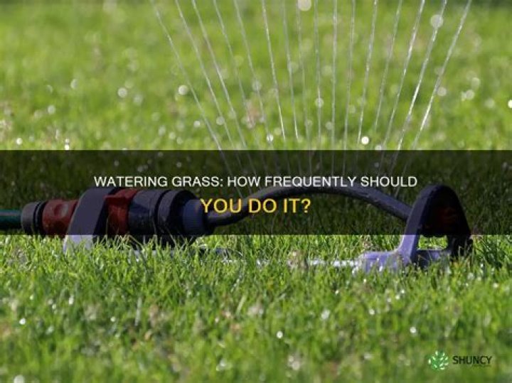 When should grass be watered