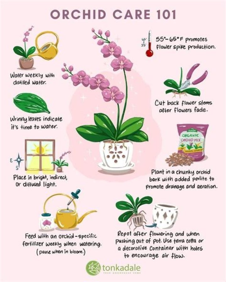 When should I feed my orchids