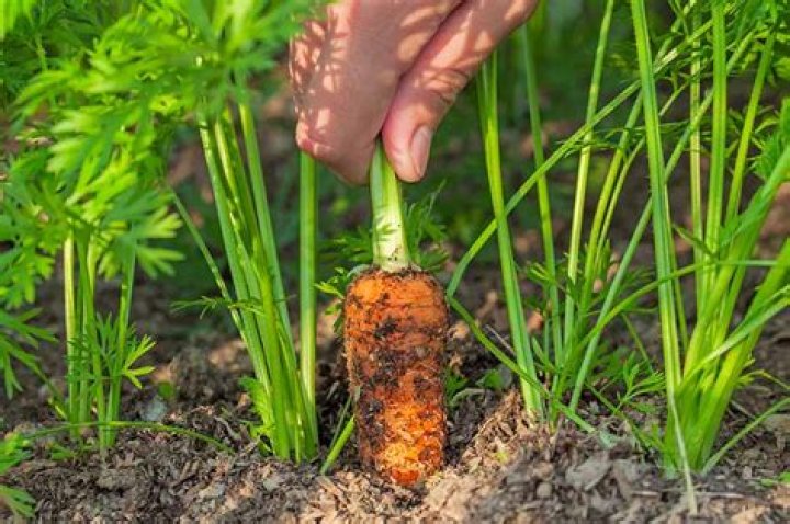When should I plant Chantenay carrots