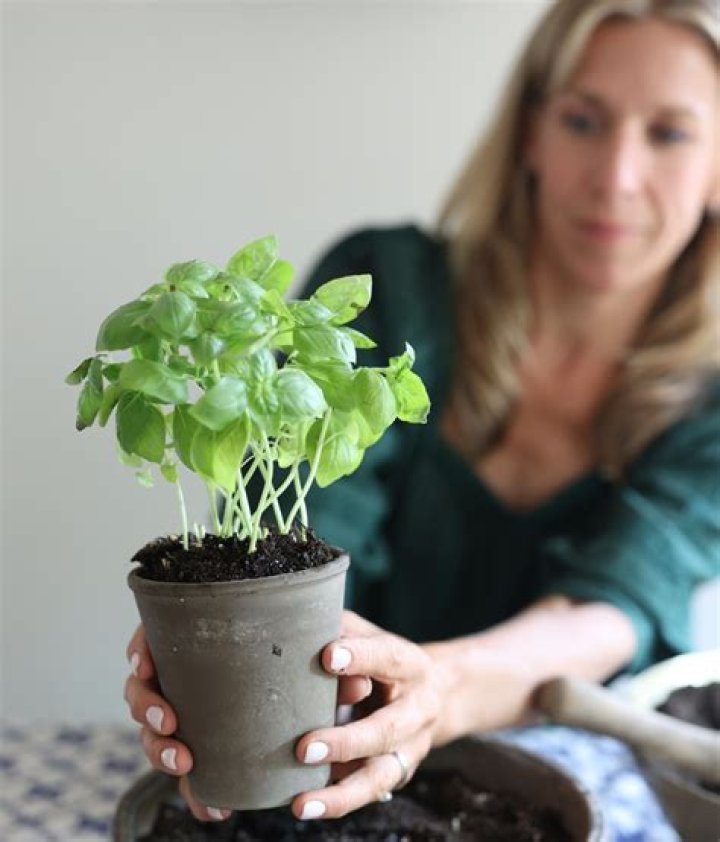 When should I plant self healing