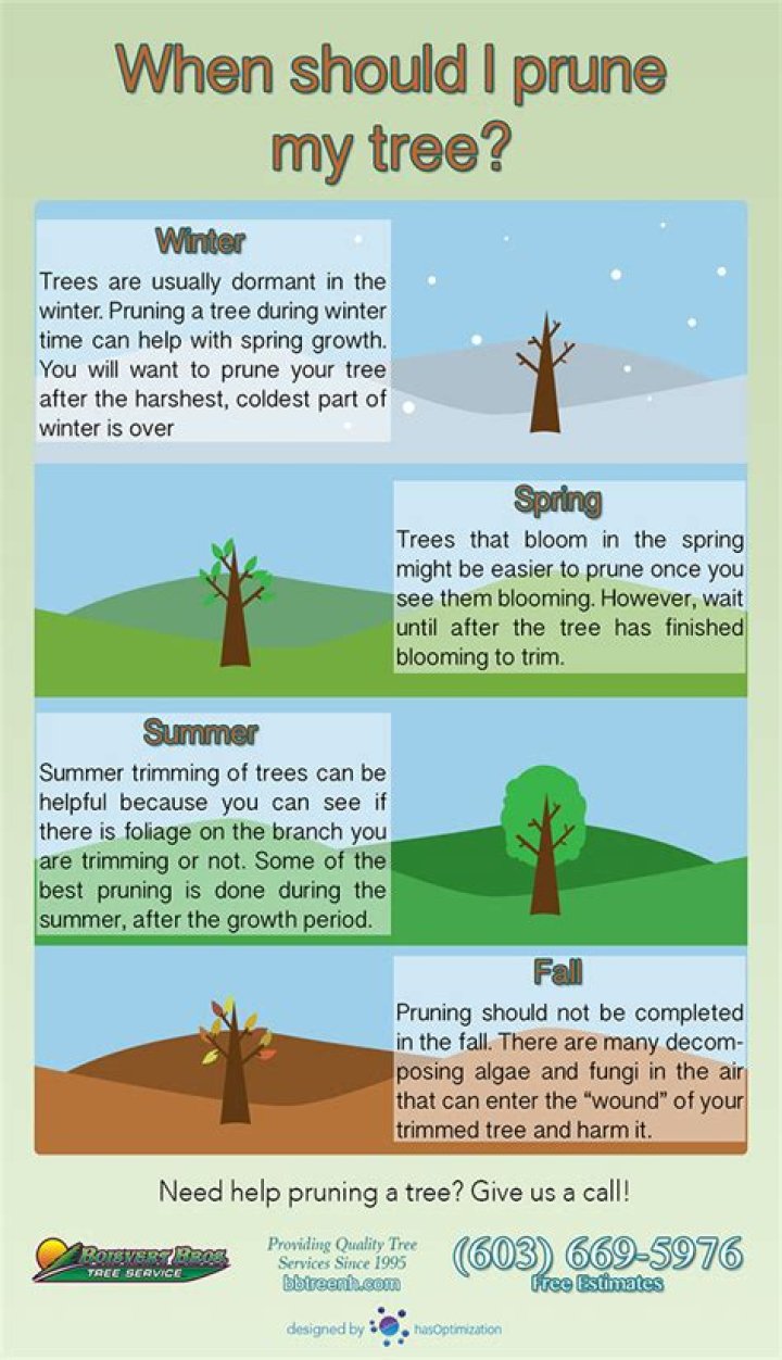 When should I prune my satsuma tree