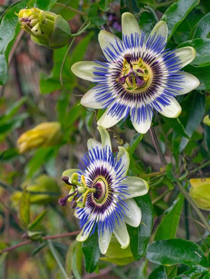 When should I repot my passion flower