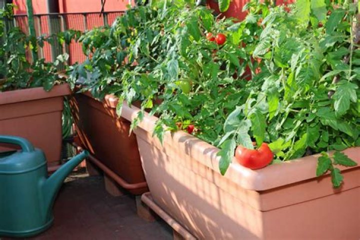 When should you plant tomatoes in New York