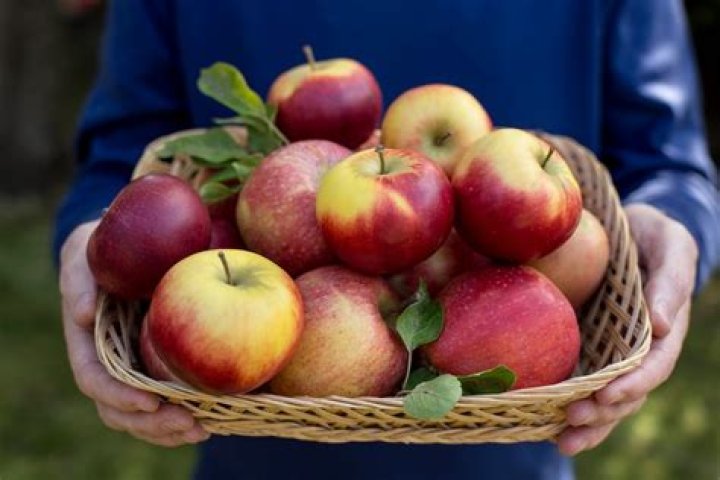 Where are apples grown in BC