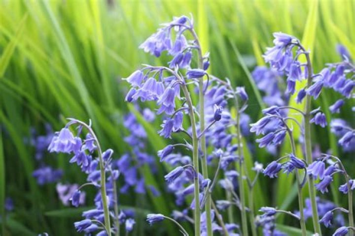 Where are bluebells native to