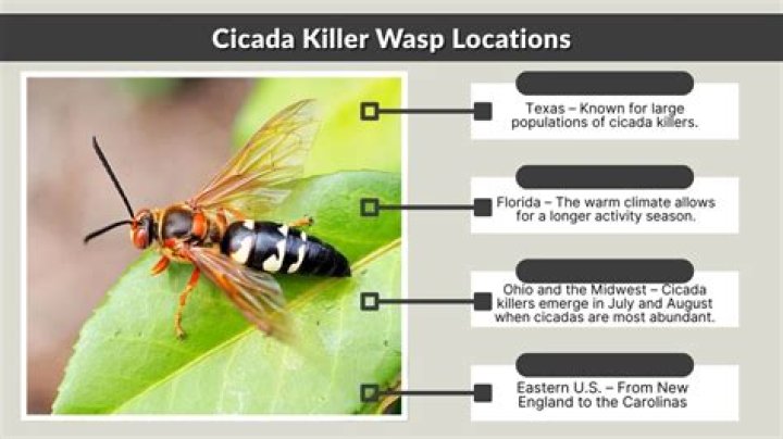 Where are Cicada killers found