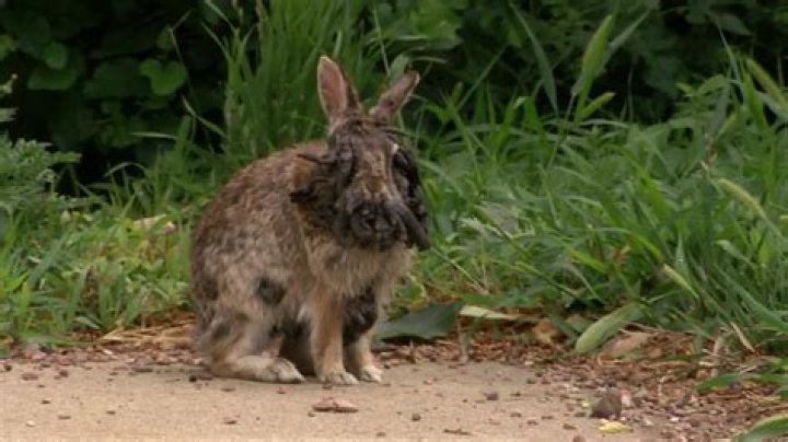 Where are cottontail rabbits found