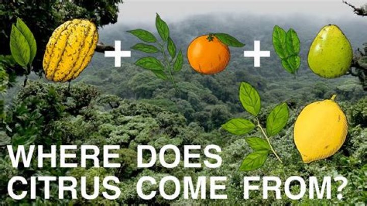 Where are lemons from originally