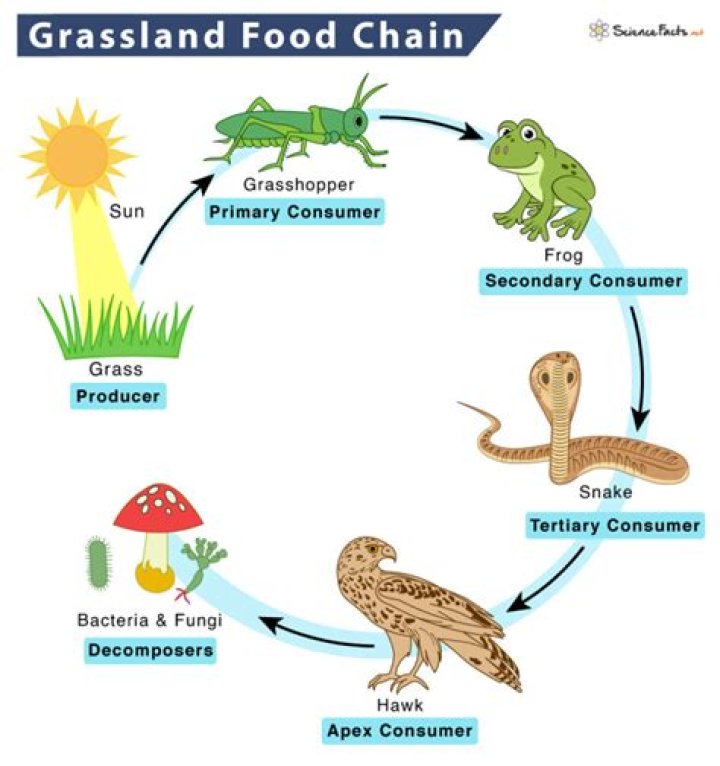 Where are plants in the food chain