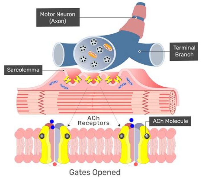 Where are receptors for acetylcholine located