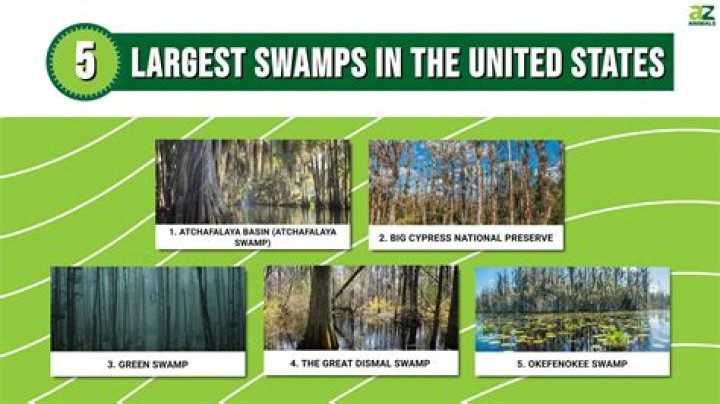 Where are swamp biomes located