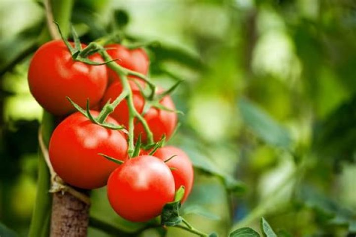 Where are tomatoes grown in Georgia