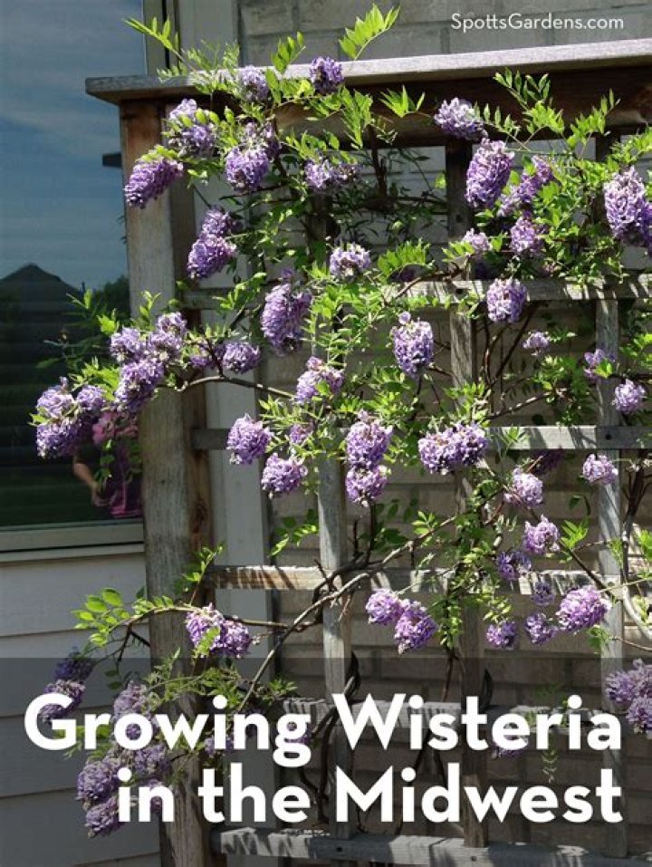Where are wisteria trees found
