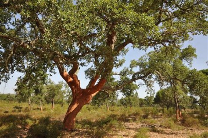 Where can cork trees grow