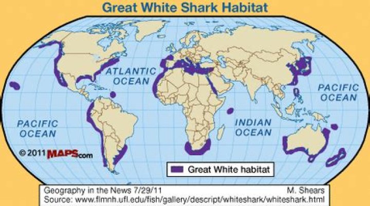 Where can great whites be found