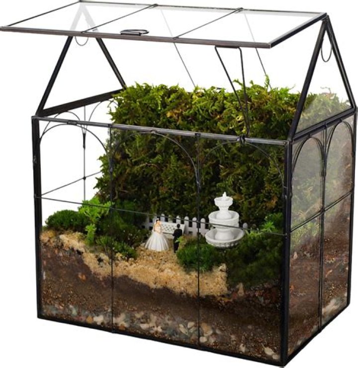 Where can I buy terrarium soil