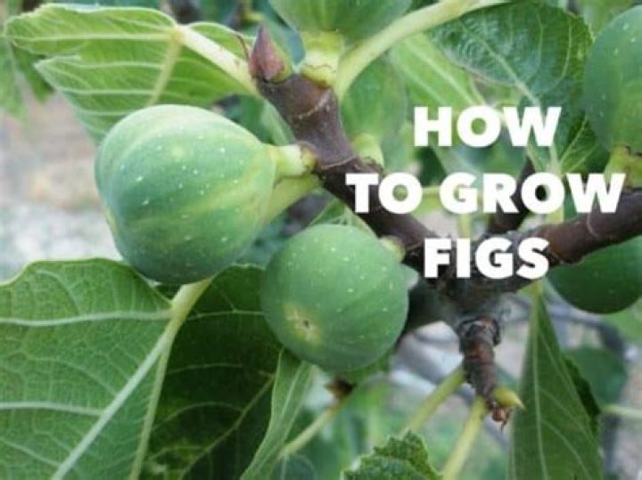 Where can I grow figs