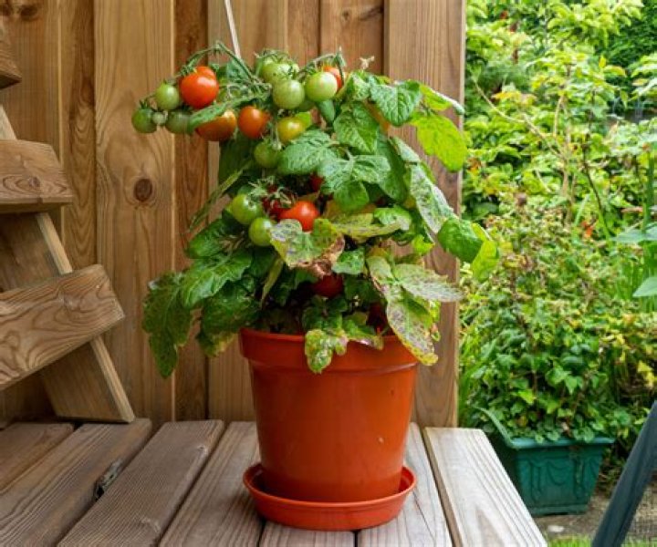 Where can you grow tomatoes year round