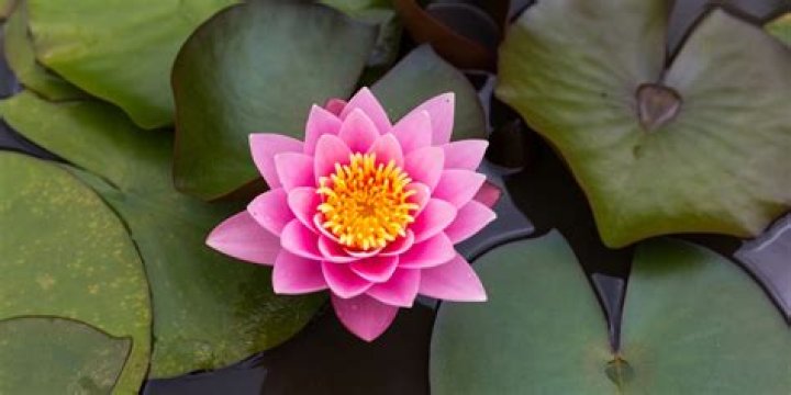 Where did the Lotus Flower originate from