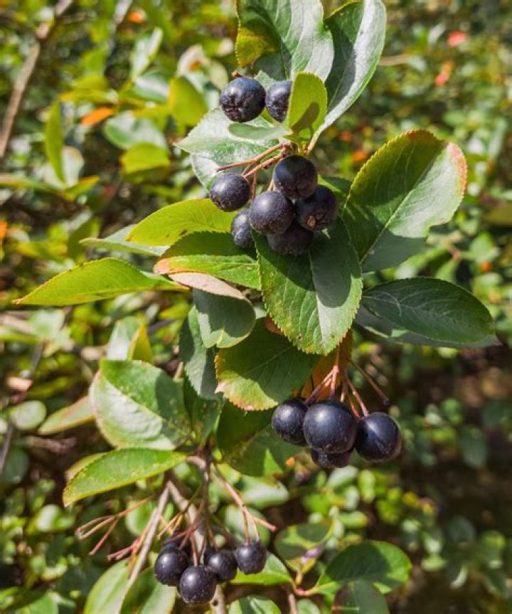 Where do aronia bushes grow