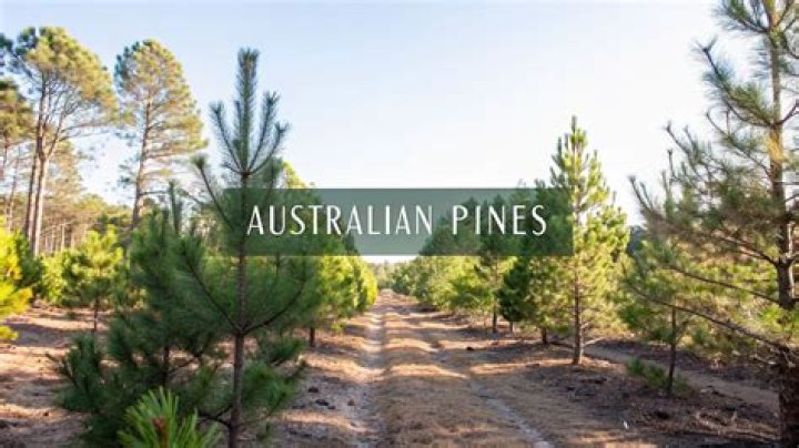 Where do Australian pine trees grow