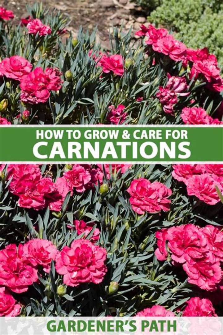 Where do carnations grow