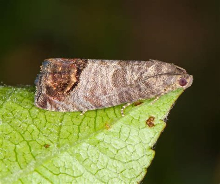 Where do codling moths come from