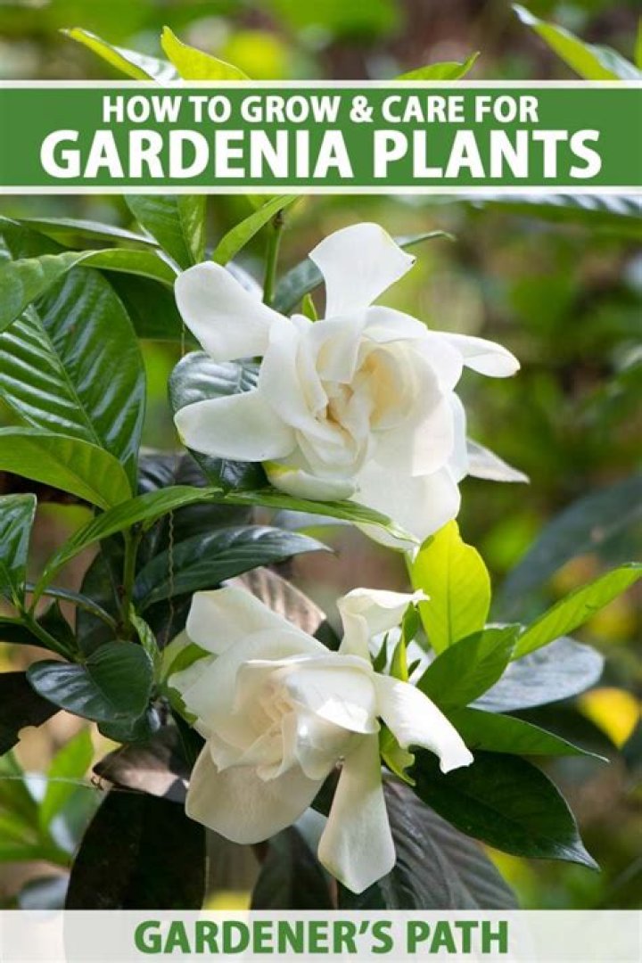 Where do dwarf gardenias grow