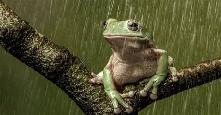 Where do frogs go after the rain
