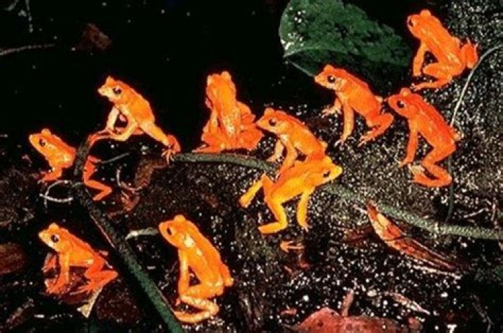 Where do golden toads live