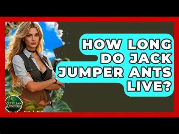 Where do jack jumper ants live