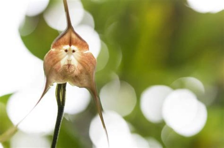 Where do monkey orchids grow