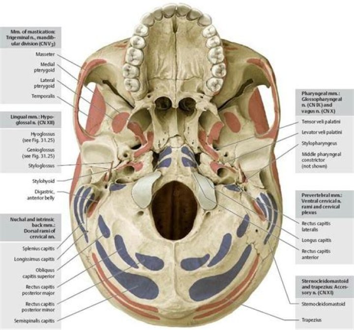 Where do muscles attach to the skull