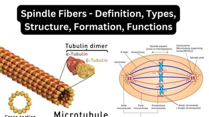 Where do spindle fibers originate