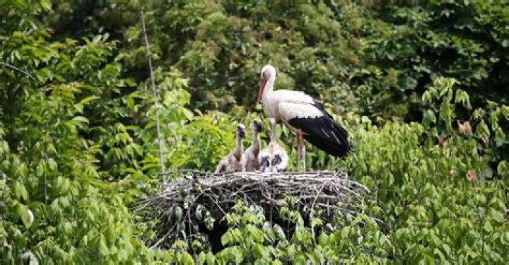 Where do storks come from
