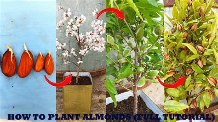 Where do sweet almond bushes grow