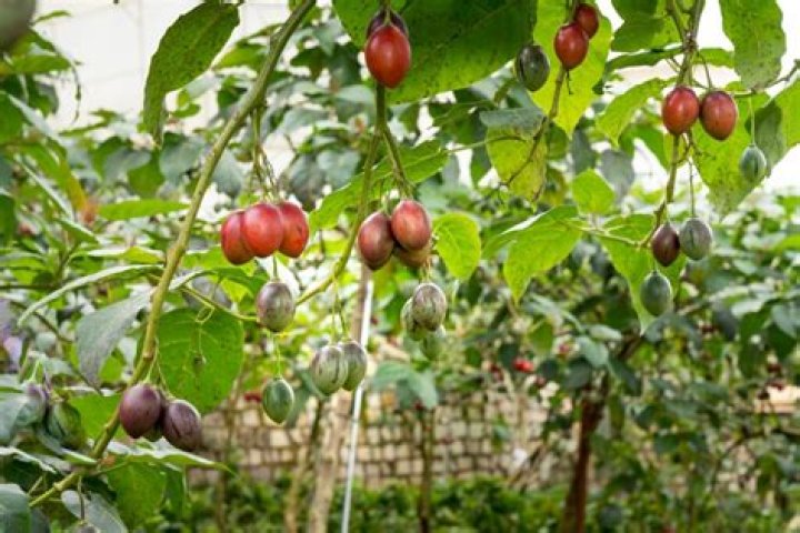 Where do tamarillo trees grow
