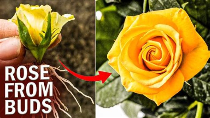 Where do yellow roses grow
