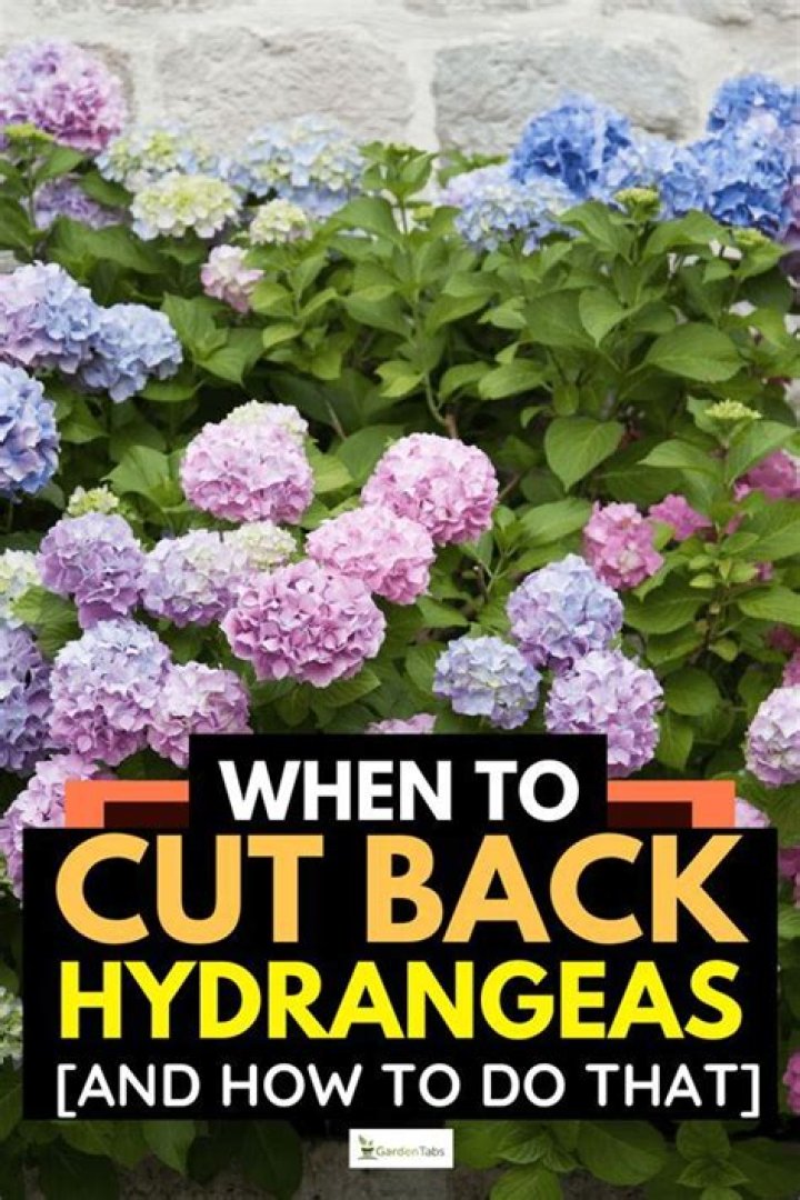 Where do you cut back hydrangeas