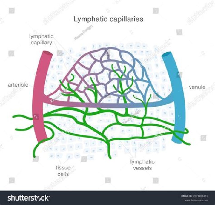 Where do you find lymph capillaries