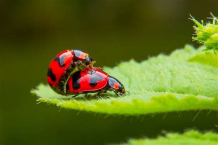 Where do you get ladybugs