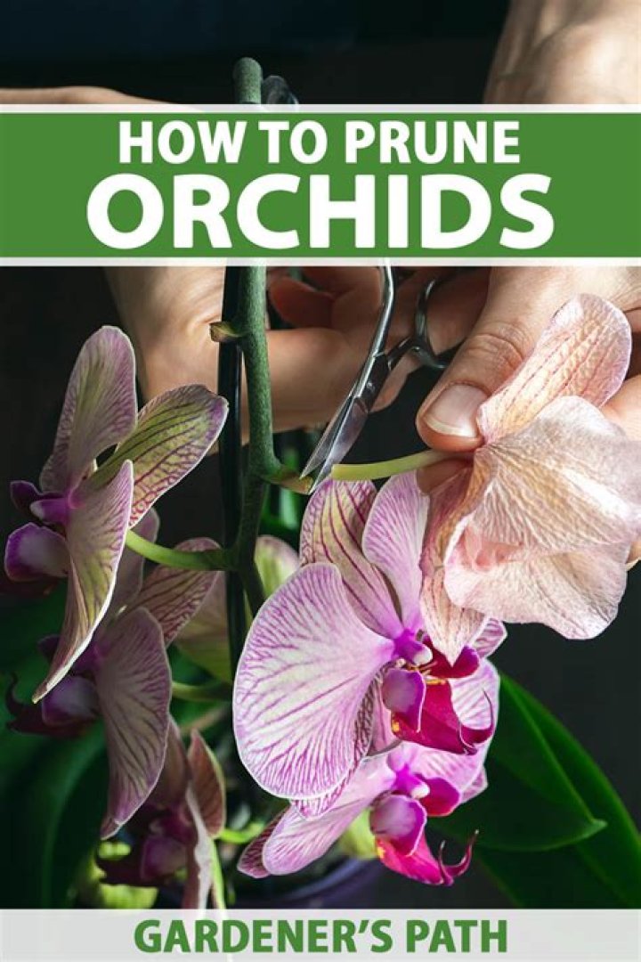 Where do you prune Phalaenopsis orchids