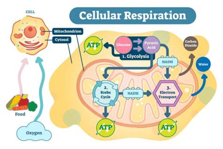 Where does cellular respiration occur in animal cells