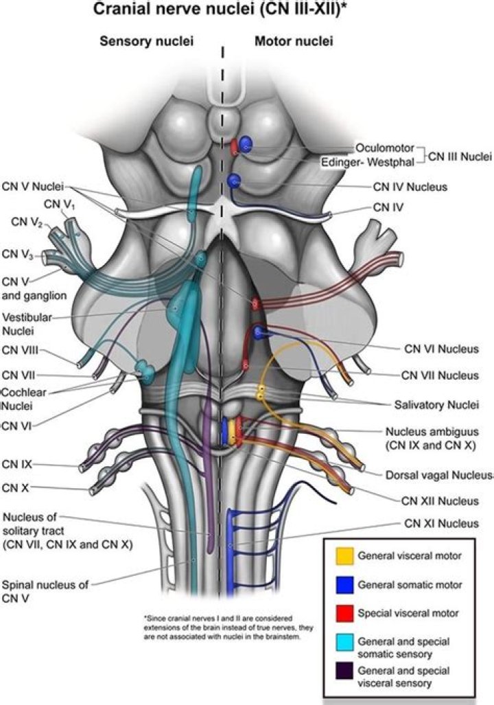 Where does CN III exit the brainstem