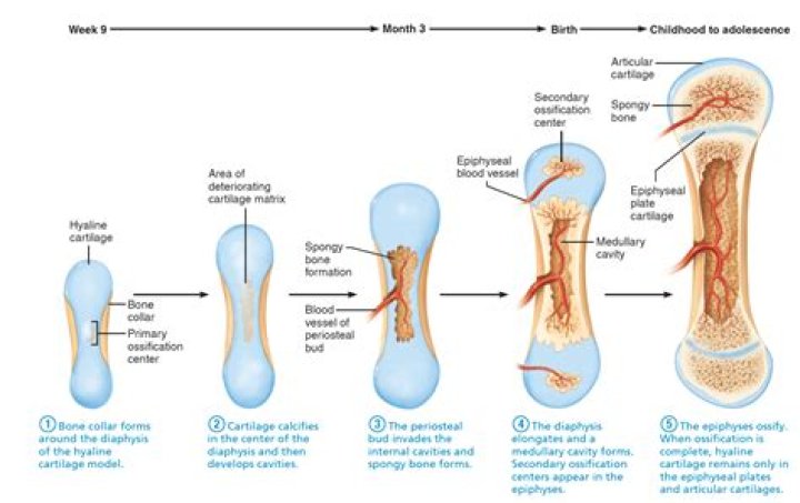 Where does endochondral ossification occur