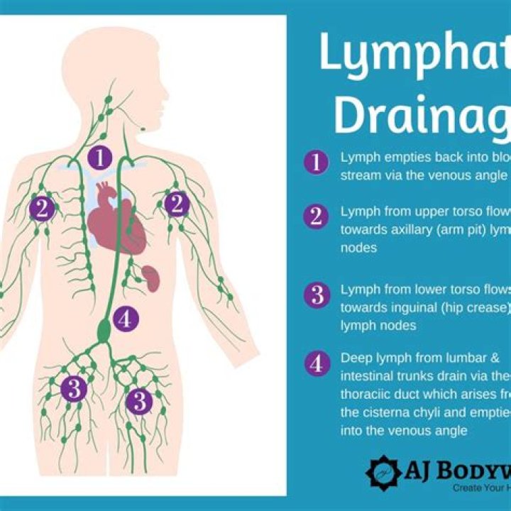 Where does lymphatic fluid drain