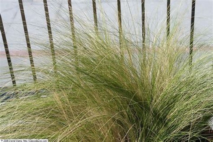 Where does Mexican feather grass grow