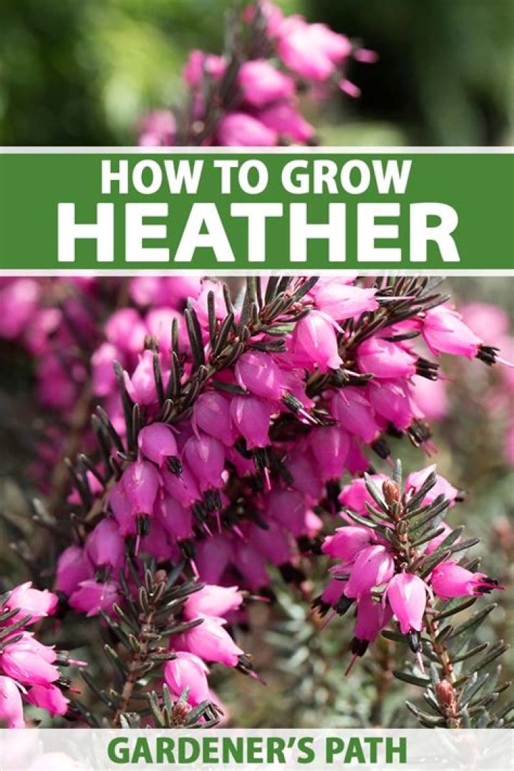 Where does the heather plant grow