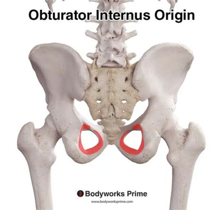 Where does the obturator internus muscle originate